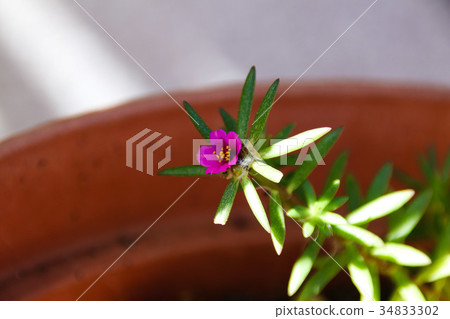 多肉紫米開花 多肉紫米開花 34833302