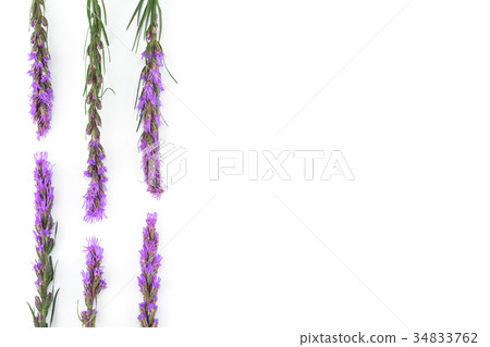 Violet liatris flowers on white background Violet liatris flowers on white background 34833762
