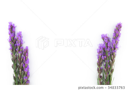 Violet liatris flowers on white background  34833763