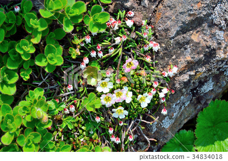 Alpine plants of Akita Komagatake 34834018