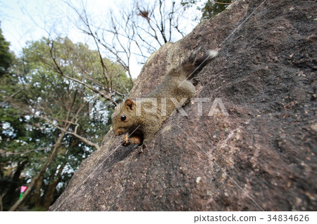 Squirrel of Hamamatsu Castle Park 34834626