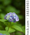 繡球 34834983