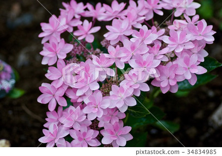 hydrangea hydrangea 34834985