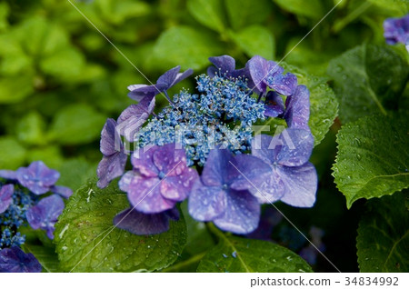hydrangea hydrangea 34834992