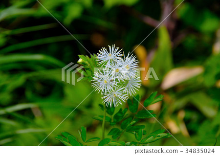 秋田Komagatake的高山植物 34835024