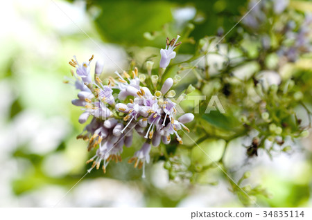 Blue flowers Blue flowers 34835114