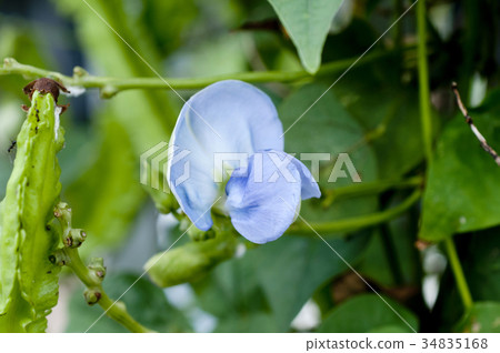 Flower of a deadly bean (woodpecker flower) Flower of a deadly bean (woodpecker flower) 34835168