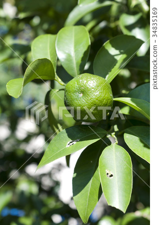 扁實檸檬 34835169