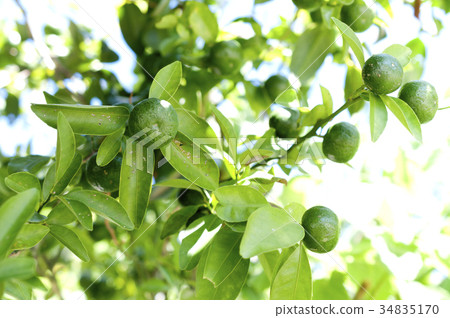 扁實檸檬 扁實檸檬 34835170