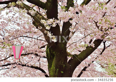 Tokyo cherry blossom spot tourist spot · Sumida Park cherry blossom festival of cherry blossoms and trunk of old tree · horizontal position Tokyo cherry blossom spot tourist spot · Sumida Park cherry blossom festival of cherry blossoms and trunk of old tree · horizontal position 34835256