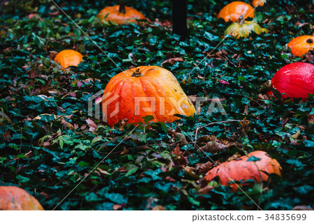 Close up on pumpkin in the grass 34835699
