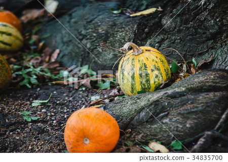 Close up on pumpkin in the grass and the tree 34835700