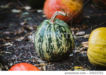 Close up on pumpkin in the ground 34835701