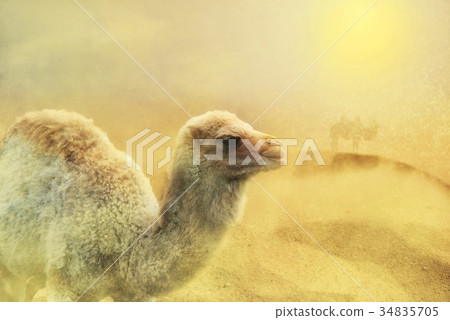 close up on young camel on the desert, sand storm close up on young camel on the desert, sand storm 34835705