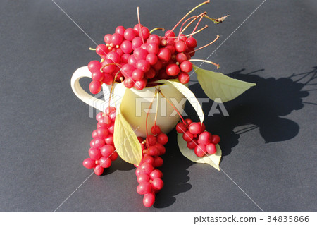 schizandra in the cup on the black schizandra in the cup on the black 34835866