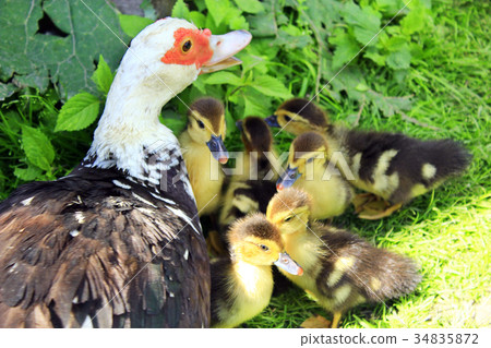 Muscovy duck hen its with ducklings in the poultry Muscovy duck hen its with ducklings in the poultry 34835872