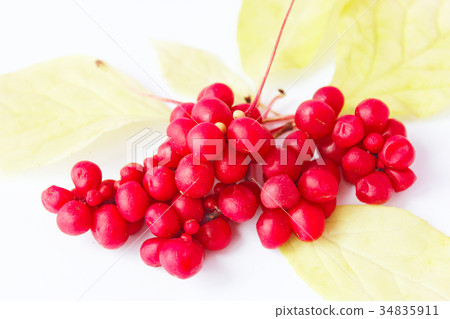 red ripe schisandra on the white red ripe schisandra on the white 34835911