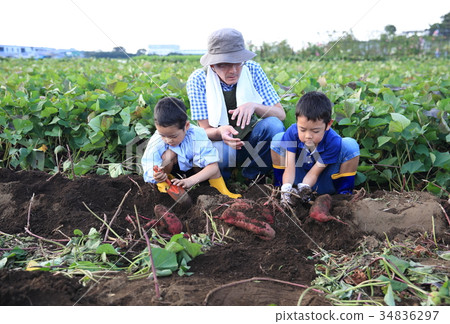 Child swallowing dolly Child swallowing dolly 34836297