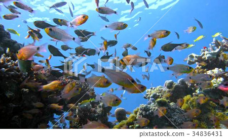 School of fishes Vanikoro Sweeper swims near coral 34836431