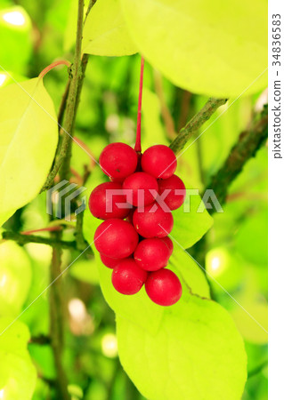schisandra red on the branches schisandra red on the branches 34836583