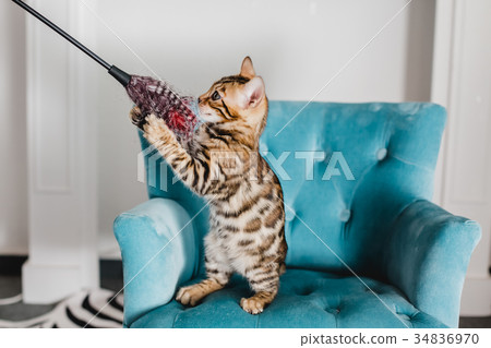 bengal cats babys leopard 34836970