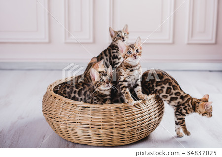 bengal cats babys leopard bengal cats babys leopard 34837025