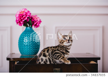 bengal cats babys leopard 34837035