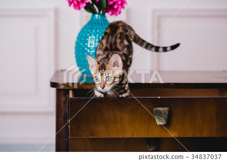 bengal cats babys leopard 34837037