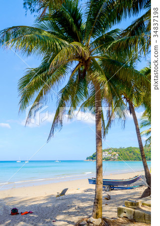 Palm on Kamala beach, Phuket in Thailand Palm on Kamala beach, Phuket in Thailand 34837198