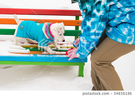 Jack Russell Terrier. Dog playing in winter park Jack Russell Terrier. Dog playing in winter park 34838186