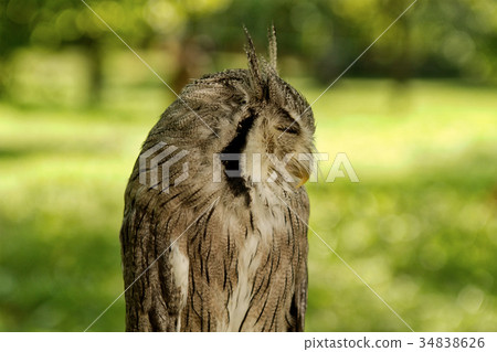 Southern white-faced owl (Ptilopsis granti) 34838626