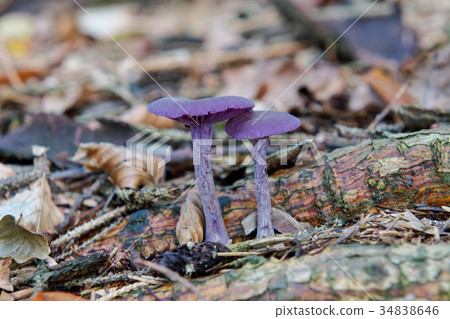 Wild mushrooms growing in a forest Wild mushrooms growing in a forest 34838646