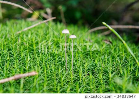 Wild mushrooms growing in a forest Wild mushrooms growing in a forest 34838647