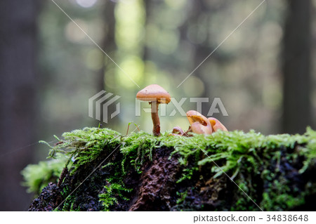 Wild mushrooms growing in a forest Wild mushrooms growing in a forest 34838648