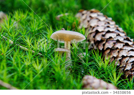 Wild mushroom growing in a forest 34838656