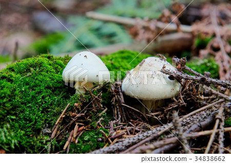 Wild mushrooms growing in a forest 34838662