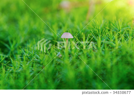 Wild mushroom growing in a forest Wild mushroom growing in a forest 34838677
