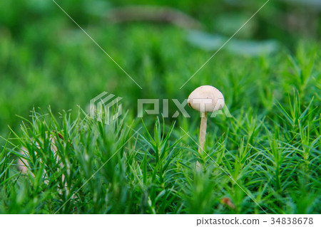 Wild mushroom growing in a forest 34838678