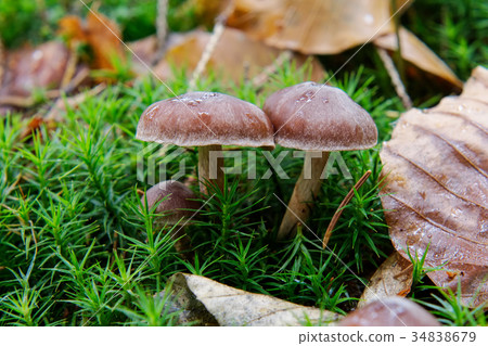 Wild mushrooms growing in a forest 34838679
