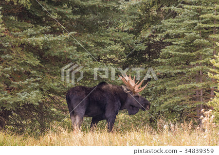 Bull Moose in the Fall Rut Bull Moose in the Fall Rut 34839359