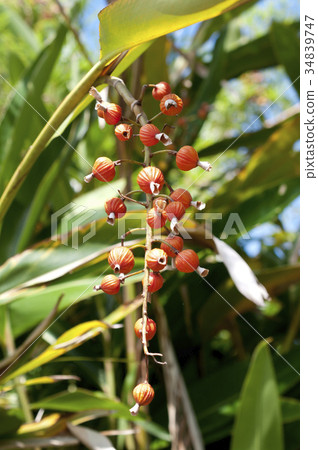 Moon peach fruit 34839747