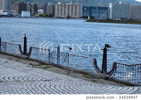 琵琶湖岸邊的一隻烏鴉 琵琶湖岸邊的一隻烏鴉 34839947