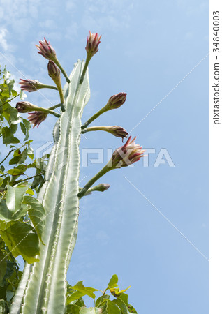 Pillar cactus 34840003