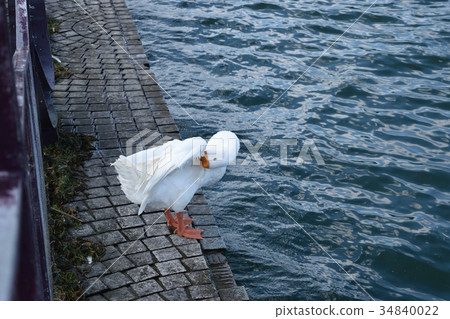 goose 34840022