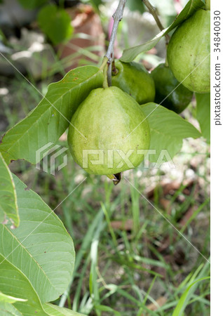 Guava Guava 34840030