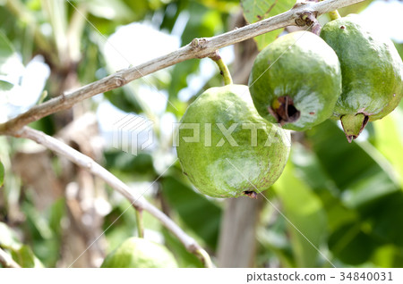 Guava Guava 34840031