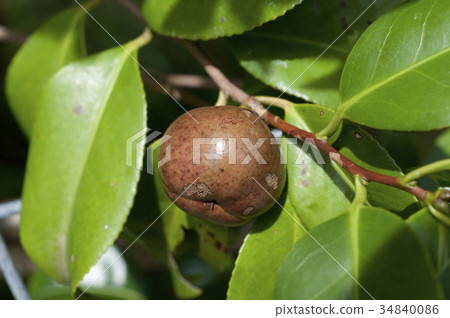 山茶花種子 山茶花種子 34840086