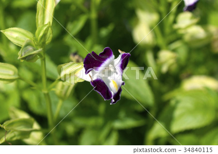 Torenia Torenia 34840115