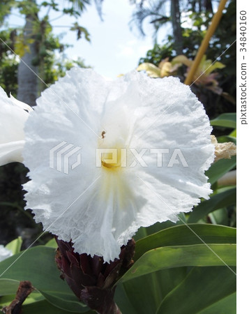 Fukujinsou (Fukujinso), Japanese iris Fukujinsou (Fukujinso), Japanese iris 34840160