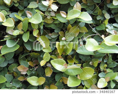 Great thrush 34840167